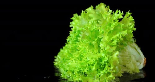 Bunch of Lettuce Falls on the Water.