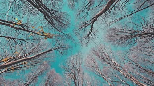 Treetops Reaching to the Sky in Autumn Forest