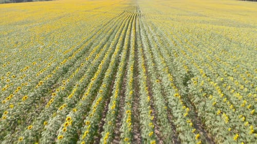 Champ de tournesols,