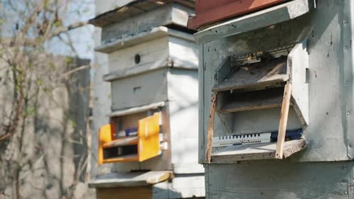Deux ruches avec des abeilles dans la cour
