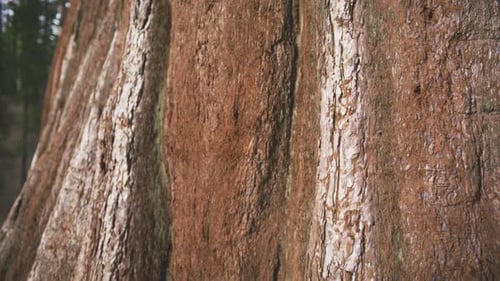 Une militante écologiste touche doucement l'écorce d'un arbre rouge séquoia dans la forêt