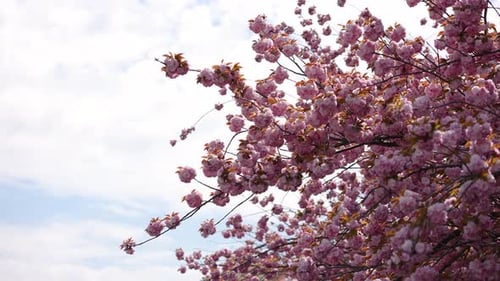 Blooming Pink Cherry Blossoms in Spring Time