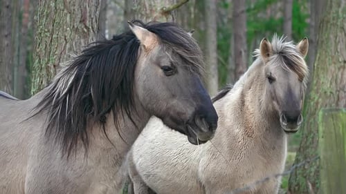 Two Brown Horses Standing near a Tree