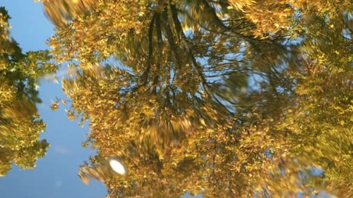 die Wasseroberfläche, wo der Herbstbaum reflektiert wird