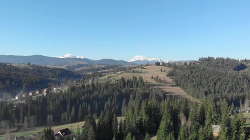 Green pine trees forest. Landscape mountains