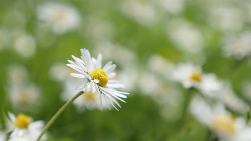 Frühlingsgrüner Hintergrund mit weißem Gänseblümchen im Gras flach DOF 4K 3840X2160 UHD-Video - Wh