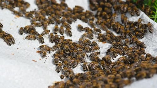 A Swarm of Bees Crawling, Macro Shot in . A Colony of Bees Crawling on a White Background