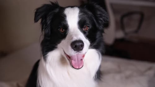 Close Up of Happy Border Collie Dog
