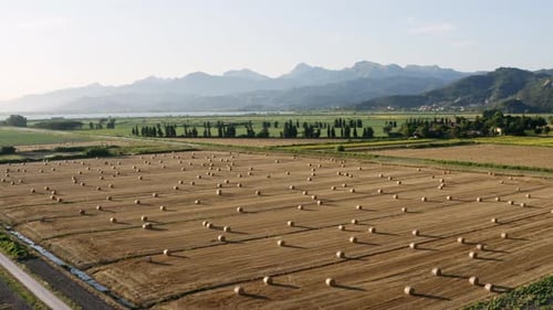 field with round bales at sunset