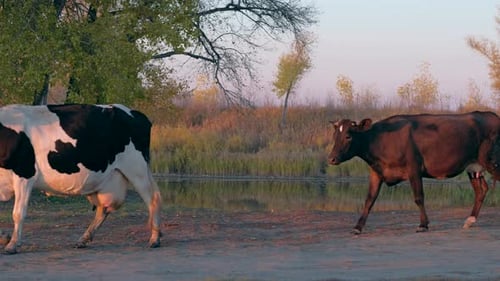 Cows Grazing by a Pond in a Rural Setting