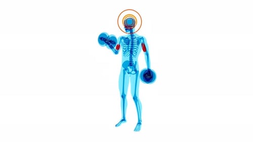 4K anatomy of a X-ray man doing Biceps Curls