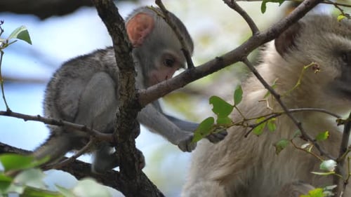Cute Baby Monkey Playing in Tree with Mother