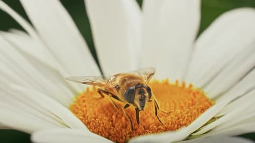 a Bee Collects Nectar on a Camomile