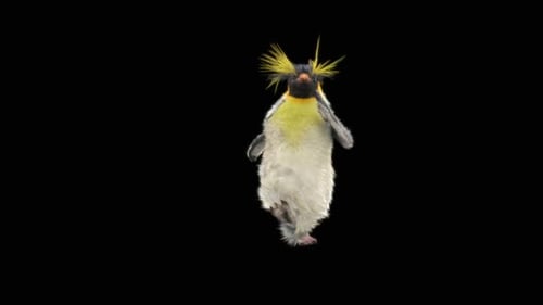 Penguin Dancing HD