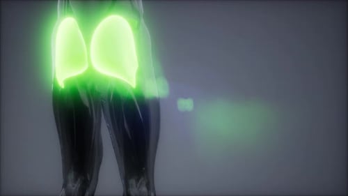 3D Animated Gluteal Muscles Anatomy for Fitness and Medical Visuals