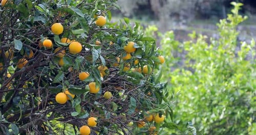 Lush Orange Tree Full of Ripe Citrus Fruit