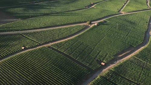 Plantage der Weinberge