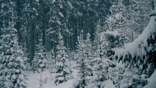 Schöne Winter-Natur-Szene