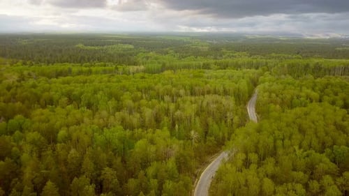 A Road In The Forest