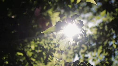 Sunbeam Through the Green Leaves of a Tree. Leaves Flutter in the Wind.