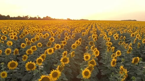 Sunflower Field Luftaufnahme