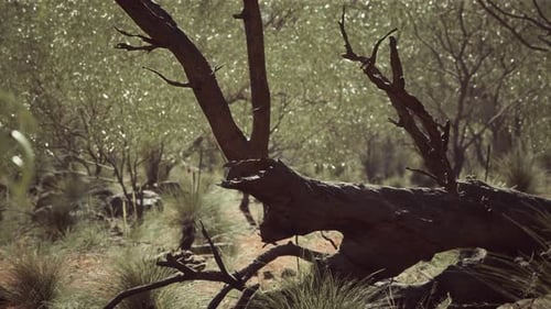 Sunlit Australian Outback with Dead Tree and Grassland