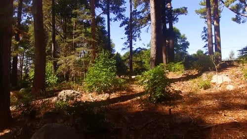 La lumière du soleil traverse les arbres