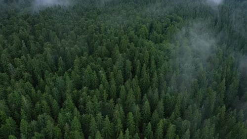 Flying Over The Cloudy Evening Forest 14