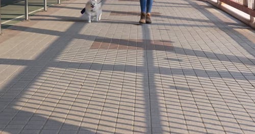 Woman walking with dog in city