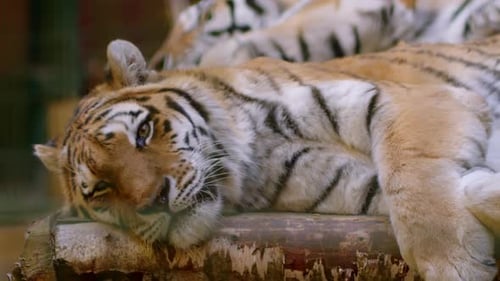 Resting Tiger Lying Peacefully on Log