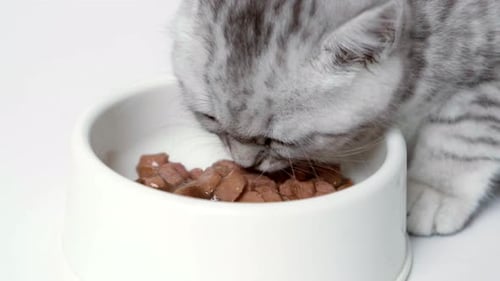 Close Up Striped Kitten Eats Fresh Canned Cat Food for Small Kittens