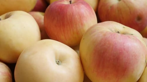 Pile of Colorful, Ripe Apples Close Up