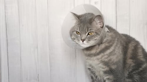 Chat malade dans un collier vétérinaire