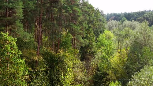 Beautiful forest in summer