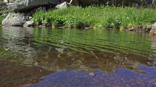 Clear Lake Water Ripples on Grassy Shore
