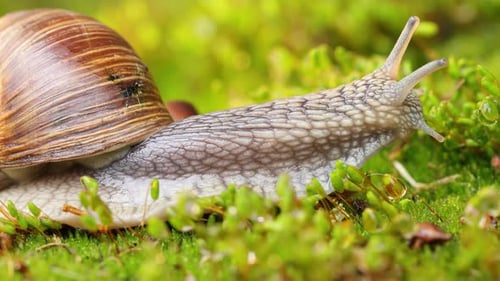 Snail Crawling on Green Moss, Close Up