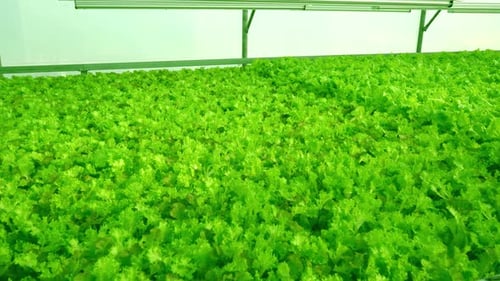 Vibrant Green Lettuce Growing in Greenhouse