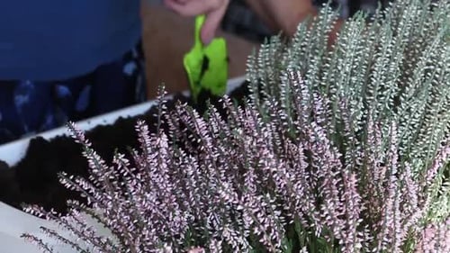 Woman Gardening Heather Plant in Container Close Up