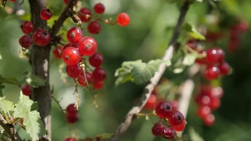 Juicy Ribes rubrum fruit pieces natural shallow DOF 4K 2160p 30fps UltraHD footage - Plant redcu