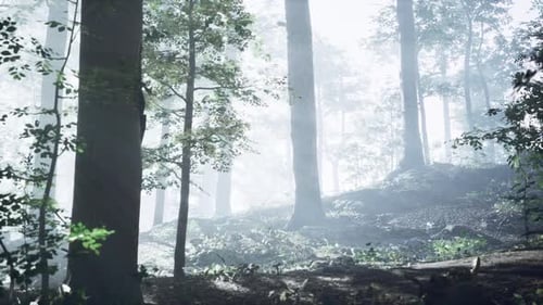 Sunny Silhouetted Forest with Sunbeams Through Fog