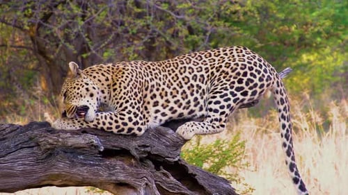 Leoparden füttern in Afrika