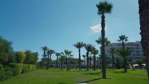Pbm 1595Hotel resort garden, Palm trees in blue sky