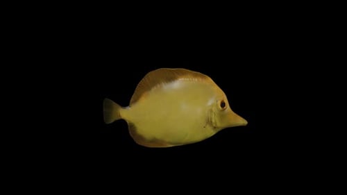Yellow Tang Fish