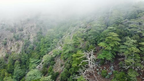 Misty Fog Blowing Over Pine Tree Forest Rainy Weather in Mountains