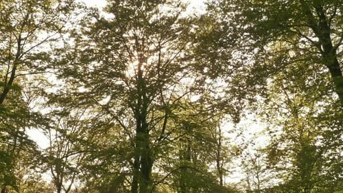 Sun Shining Brightly on Leave of Tall Tree in the Forest