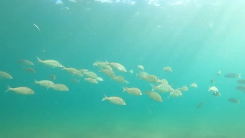 Flussschnorcheln unter Wasser, Tauchen im Mittelmeer auf der Suche nach Fischen