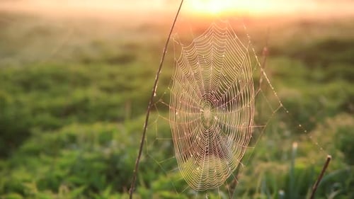 Cobweb in Dew Drops in Misty Dawn. Cobweb Swaying in the Wind