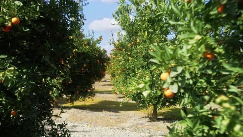 Walking Through Rows of Mandarin Orange Trees