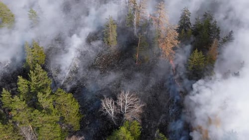 Huge Puffs of Forest Fire Smoke. Global Warming Concept, Climate Change