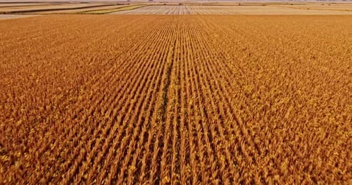 Aerial shot of ripe soybean field